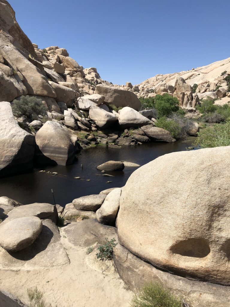 Joshua Tree National Park gallery image 10
