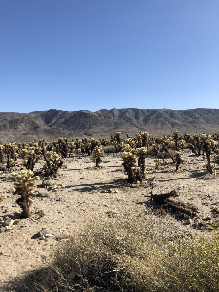 Joshua Tree National Park gallery image 8