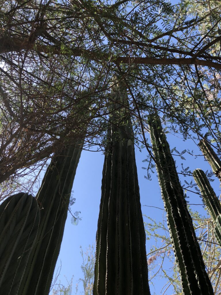 Moorten Botanical Garden gallery image 8