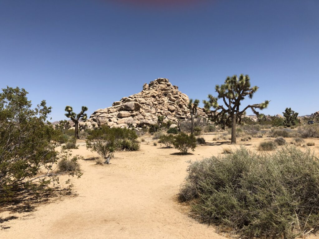 Joshua Tree National Park gallery image 6