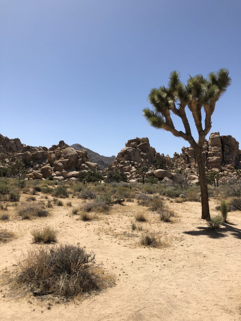 Joshua Tree National Park gallery image 4