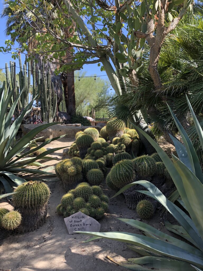 Moorten Botanical Garden gallery image 7
