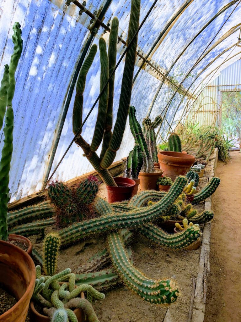 Moorten Botanical Garden gallery image 6