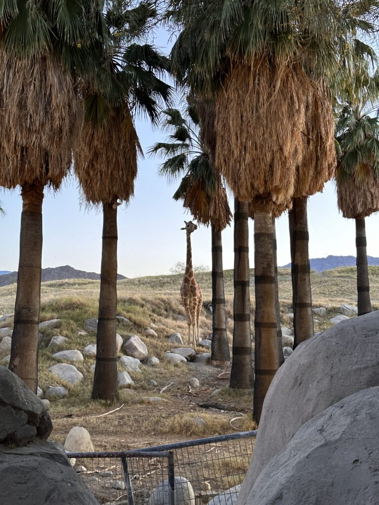 The Living Desert Zoo And Gardens gallery image 20