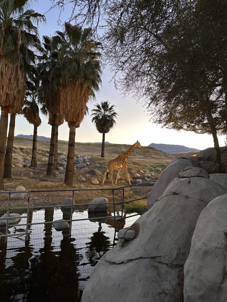 The Living Desert Zoo And Gardens gallery image 19