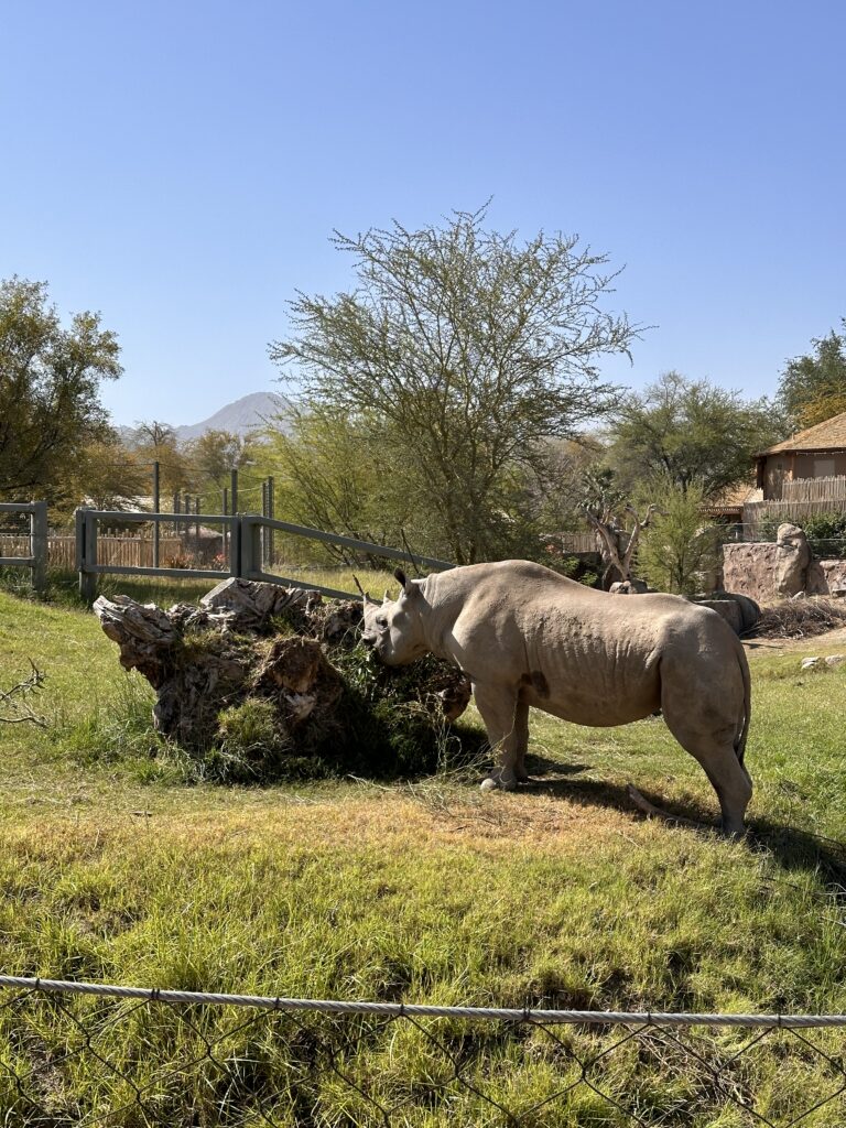 The Living Desert Zoo And Gardens gallery image 14
