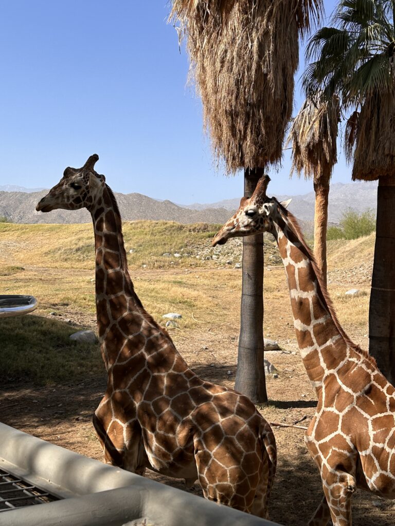 The Living Desert Zoo And Gardens gallery image 13