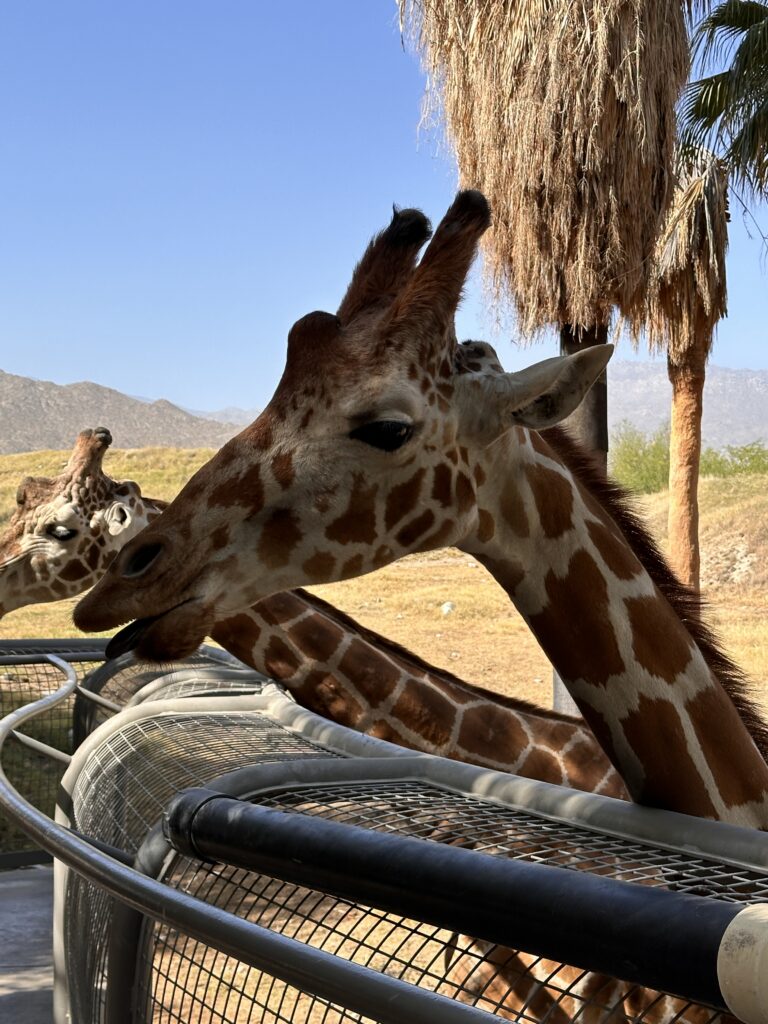 The Living Desert Zoo And Gardens gallery image 11