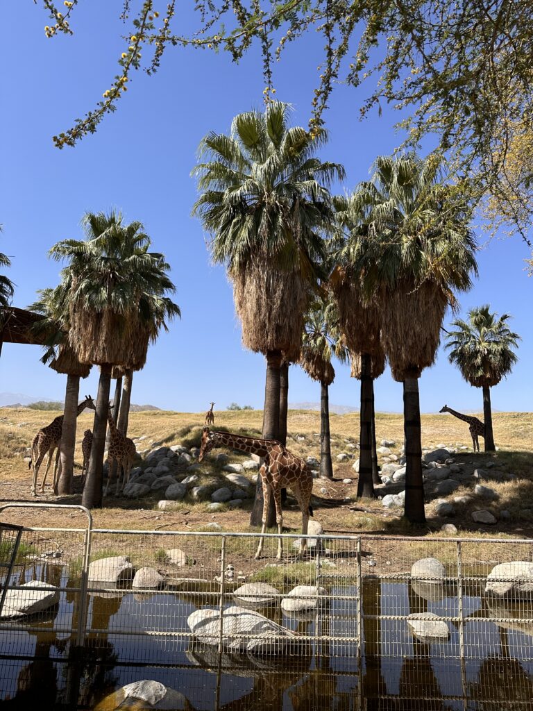 The Living Desert Zoo And Gardens gallery image 10