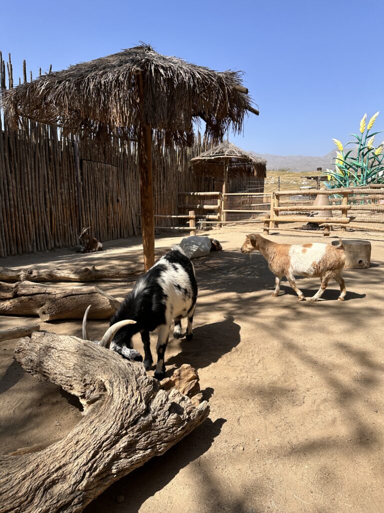 The Living Desert Zoo And Gardens gallery image 9