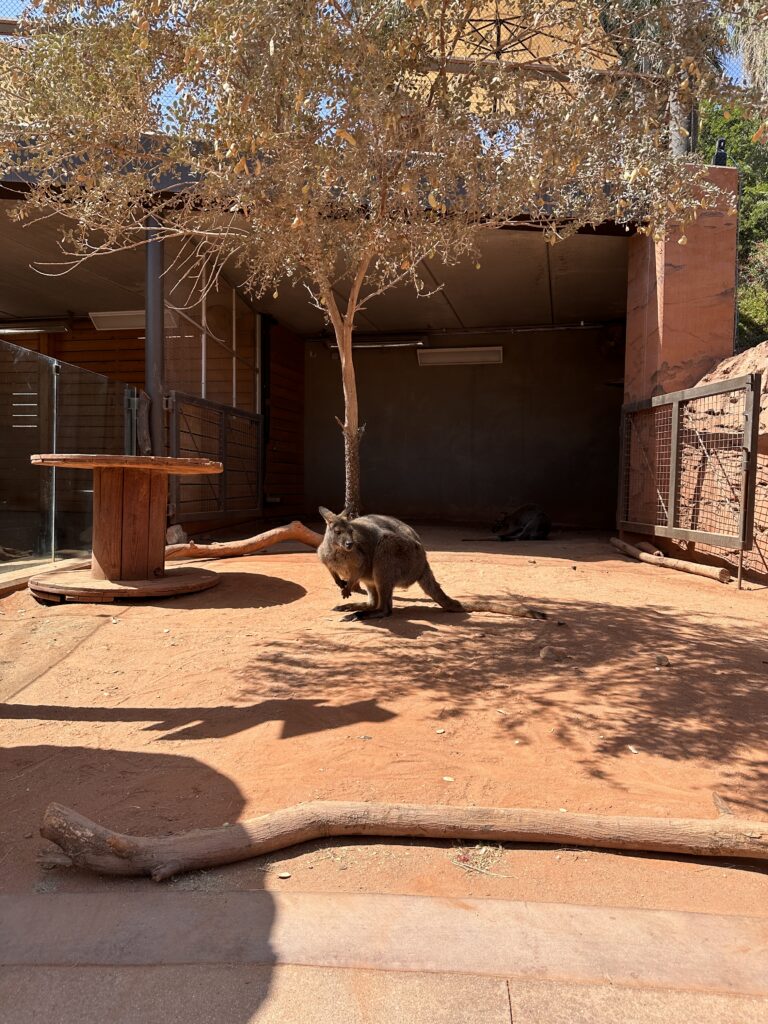 The Living Desert Zoo And Gardens gallery image 6