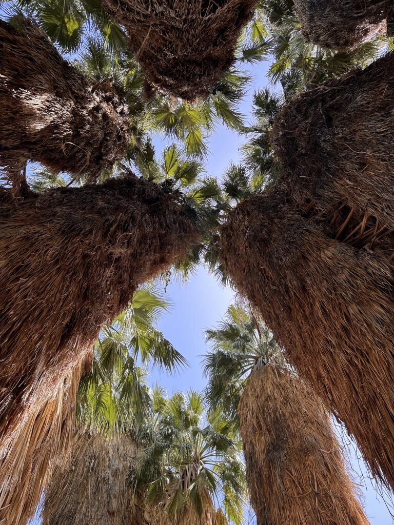 The Living Desert Zoo And Gardens gallery image 4