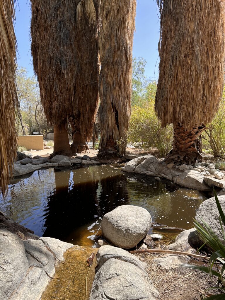 The Living Desert Zoo And Gardens gallery image 3