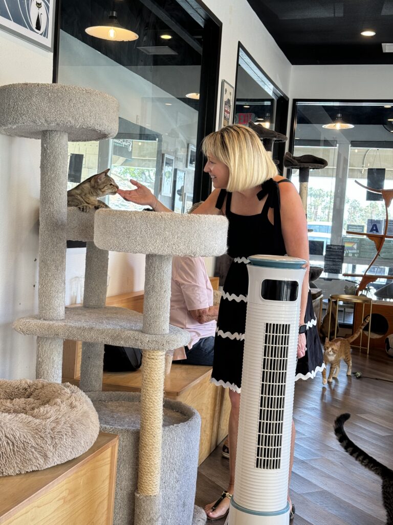 Frisky Business Cat Cafe gallery image 9