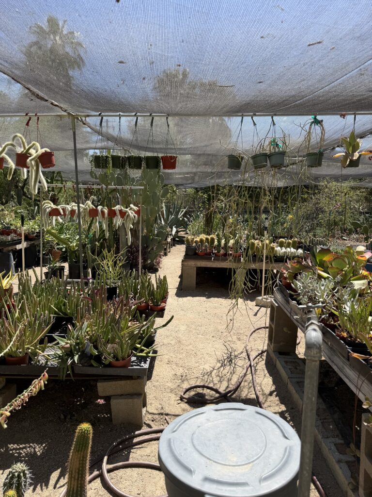 Moorten Botanical Garden gallery image 5