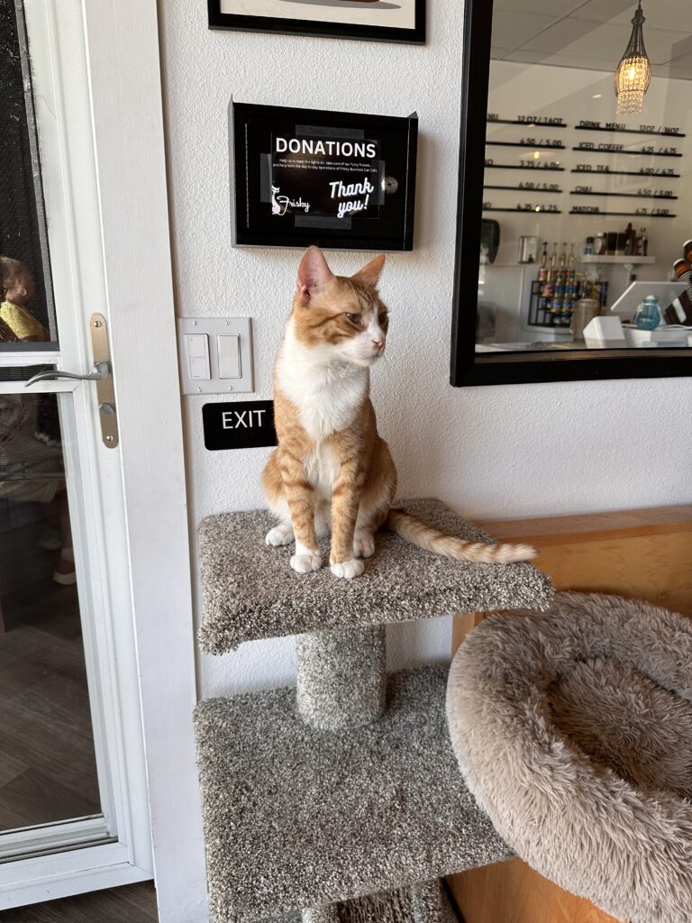 Frisky Business Cat Cafe gallery image 7