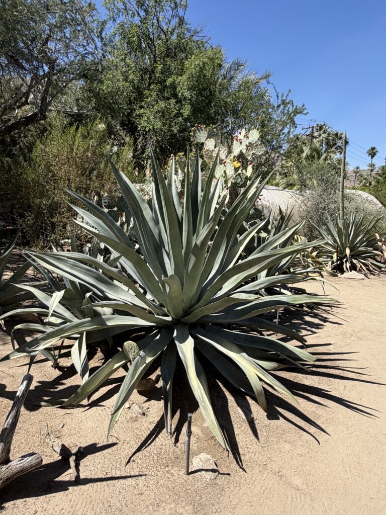 Moorten Botanical Garden gallery image 3