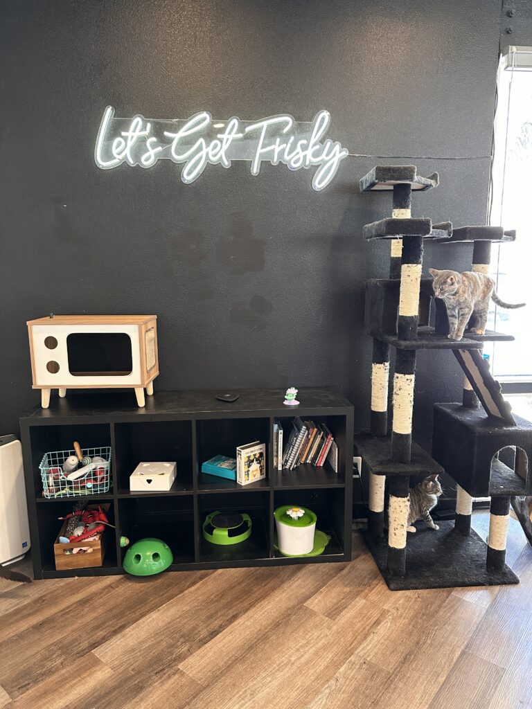 Frisky Business Cat Cafe gallery image 6