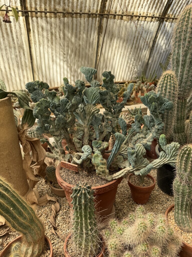 Moorten Botanical Garden gallery image 1