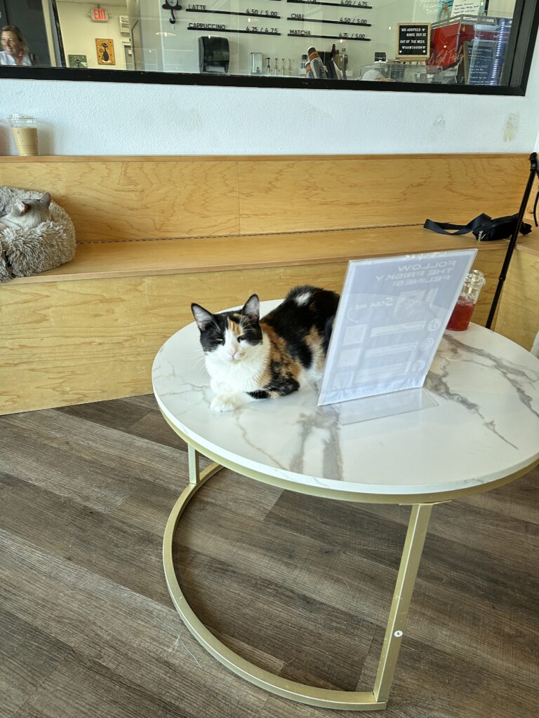 Frisky Business Cat Cafe gallery image 5