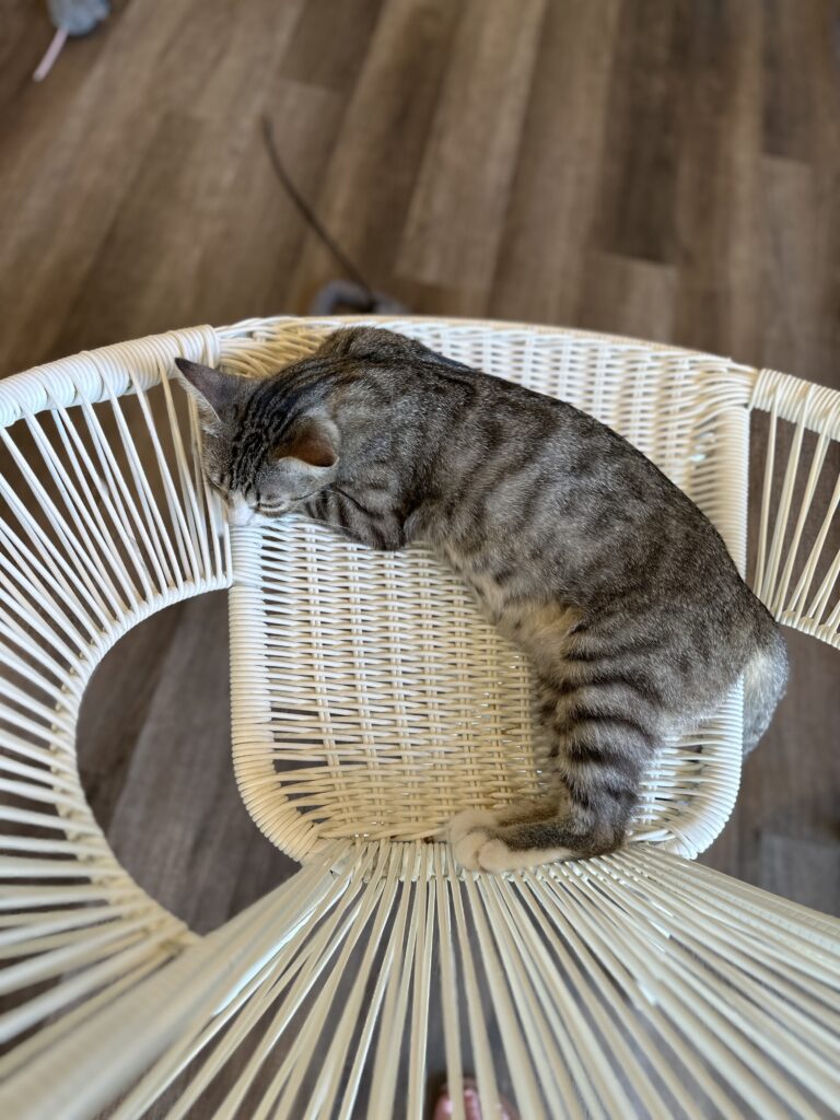 Frisky Business Cat Cafe gallery image 3
