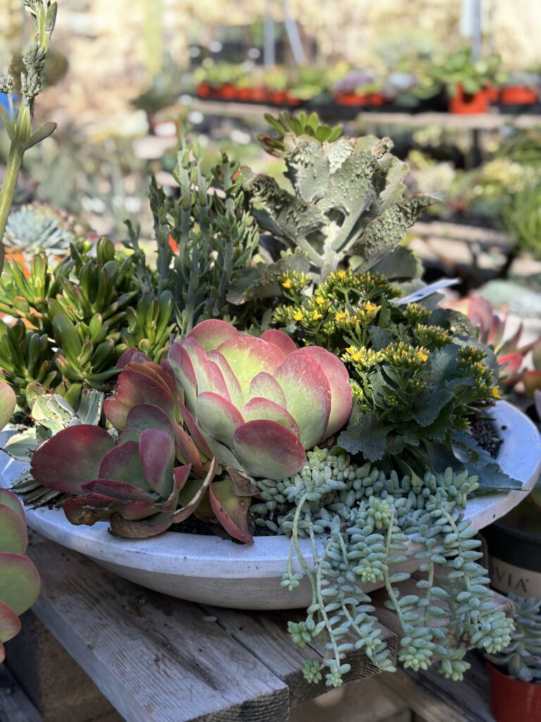 Moller’s Garden Center gallery image 3