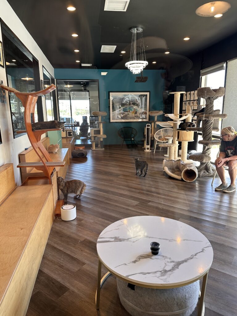 Frisky Business Cat Cafe gallery image 11