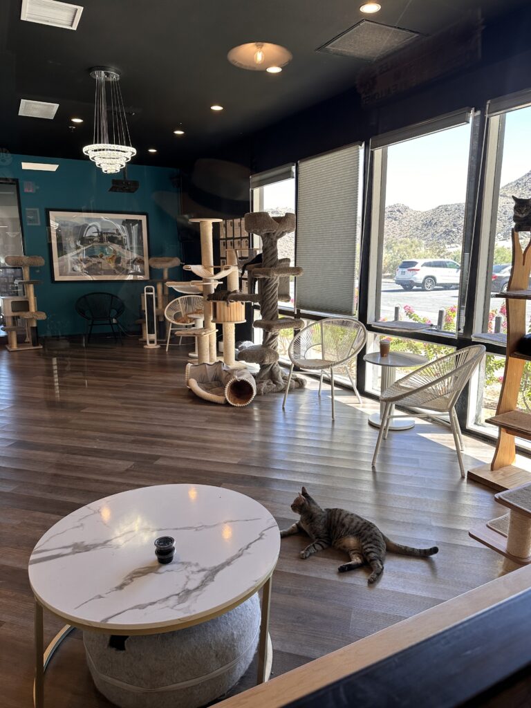 Frisky Business Cat Cafe gallery image 10