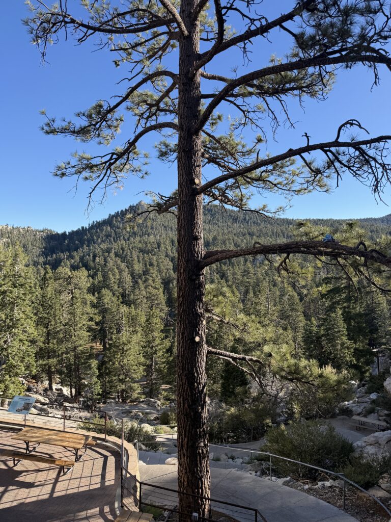 Palm Springs Aerial Tramway gallery image 1
