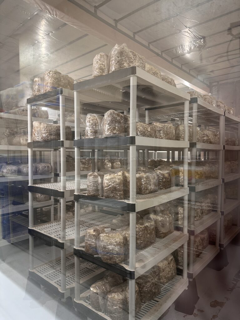 Canyon Creek Mushrooms gallery image 7