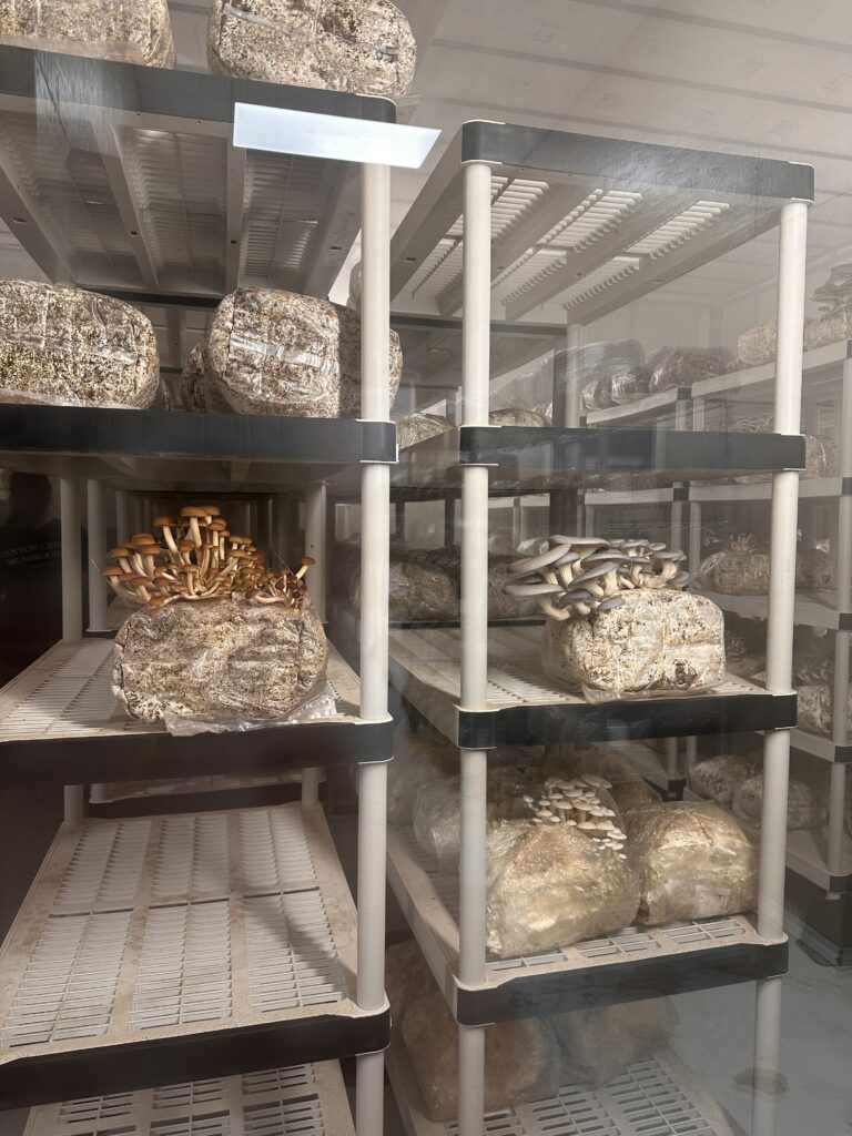 Canyon Creek Mushrooms gallery image 6