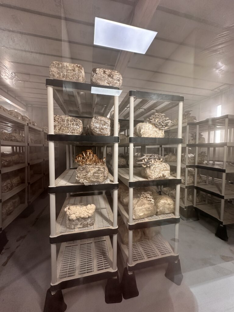 Canyon Creek Mushrooms gallery image 5