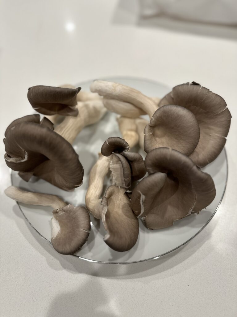 Canyon Creek Mushrooms gallery image 4