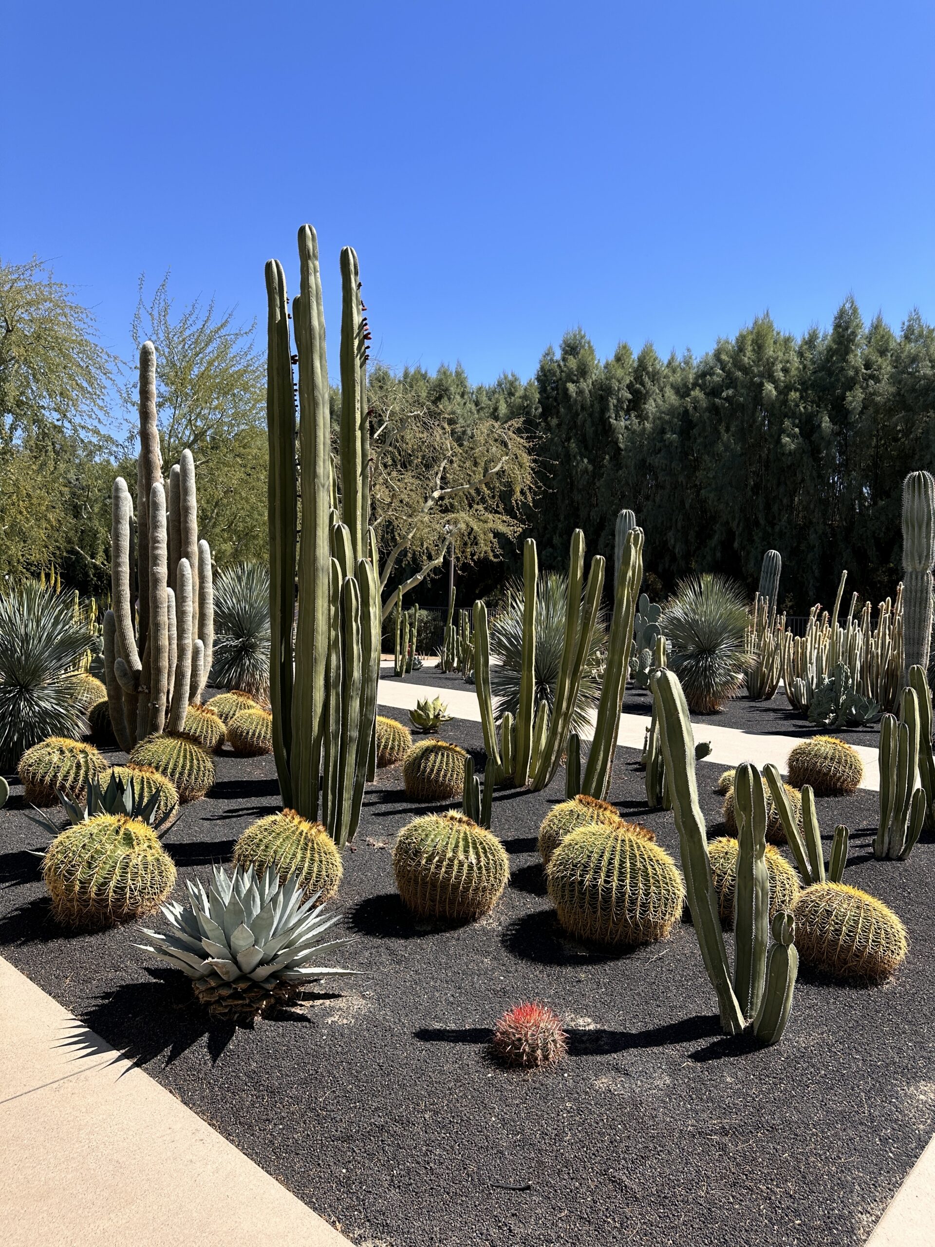 Sunnylands Center &amp; Gardens gallery image 4