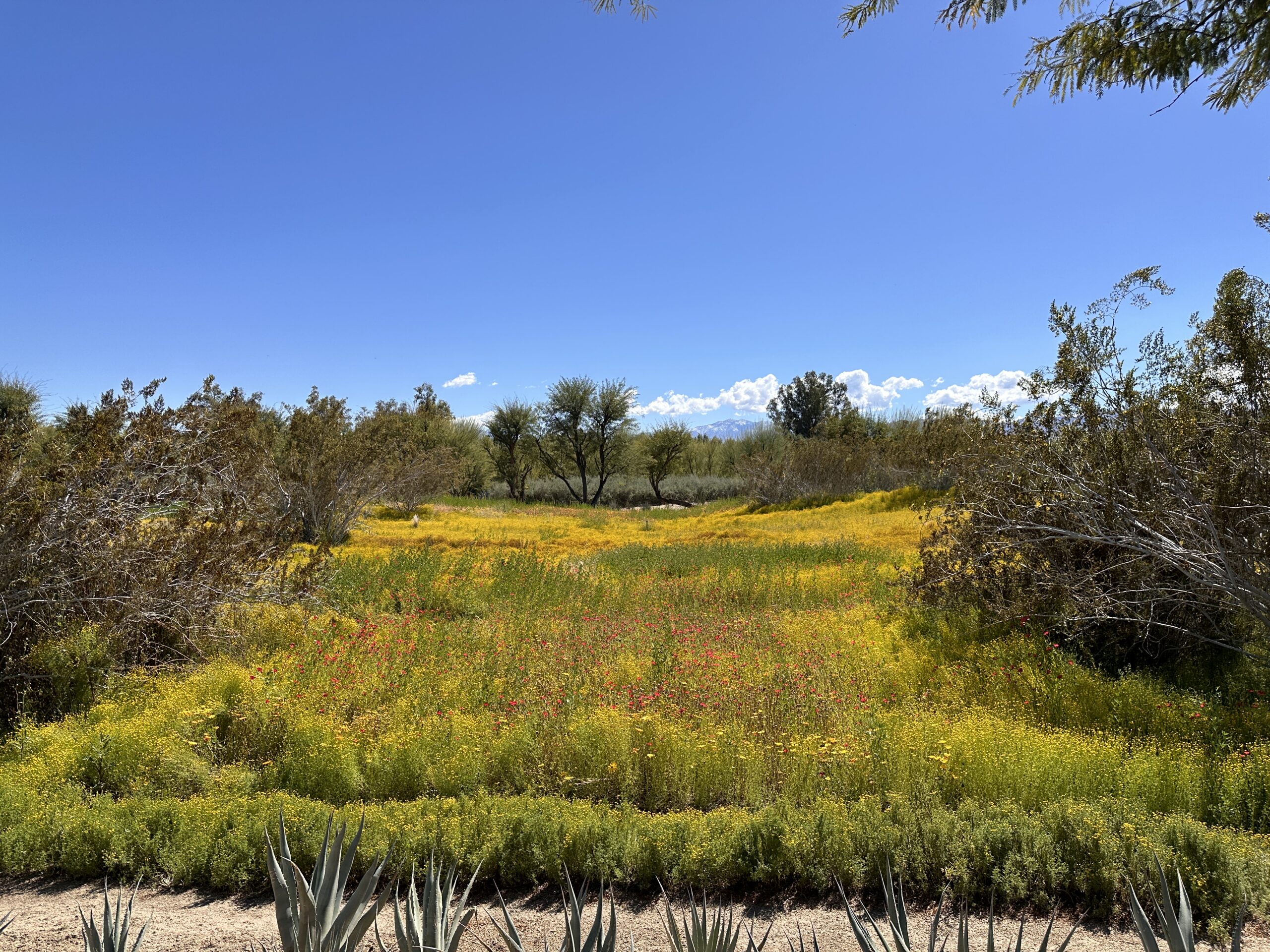 Sunnylands Center &amp; Gardens gallery image 1